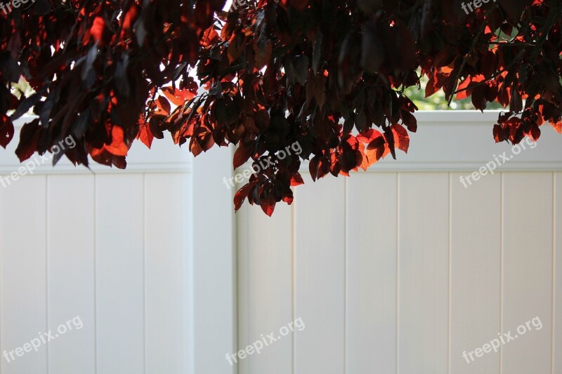 Flowering Plum Tree White Vinyl Fence Back Lit Leaves Tree Leaves Quote