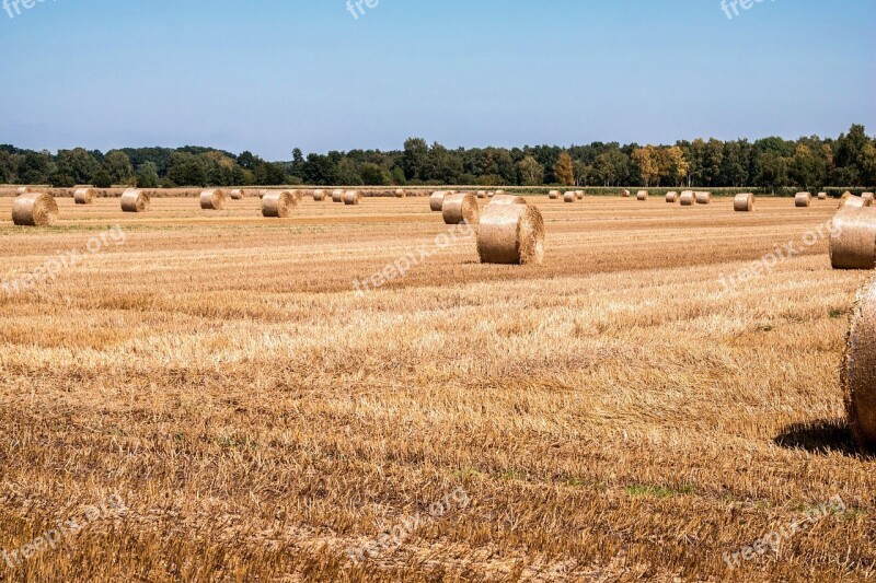 Straw Straw Bales Field Harvest Agriculture