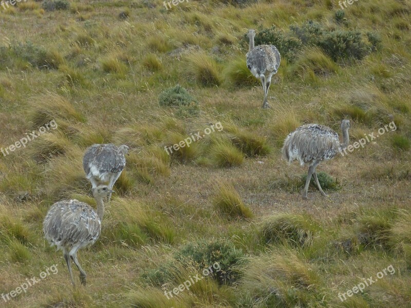 Chile South America Landscape Nature Rhea Bird