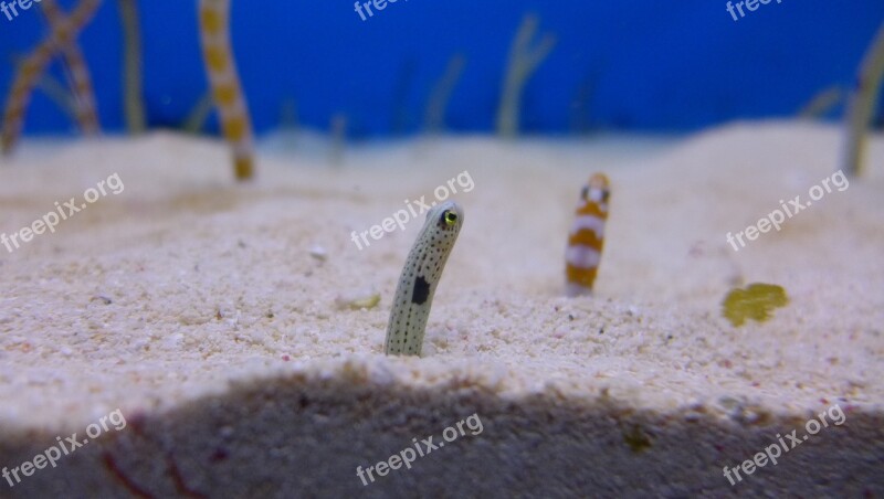 Chong Rope Aquaria Eel Free Photos