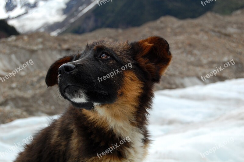 Dog Glacier Snow Mountain Animal Portraits Free Photos