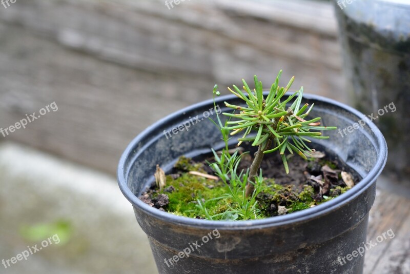 Seedling The Sapling Tree Pine Young Pine