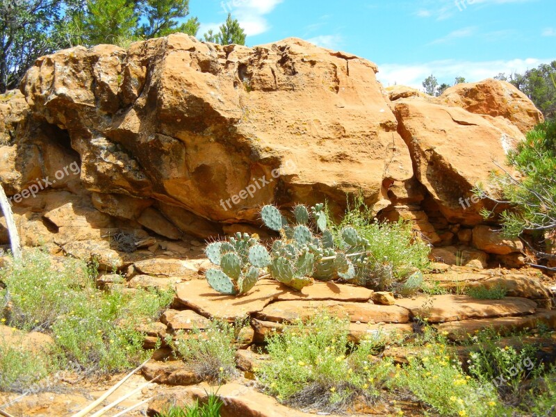 Cactus Yellow Stone Nature America Travel