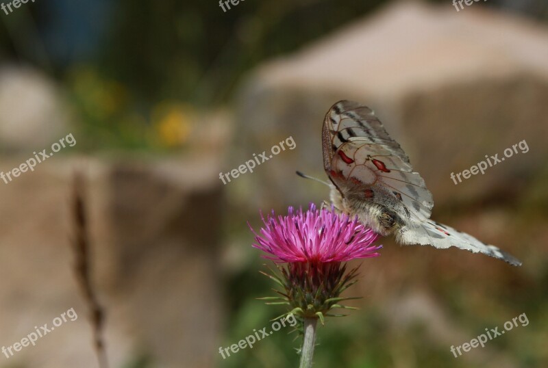 Moth Butterfly Thistle Pink Flower Butterfly On Flower