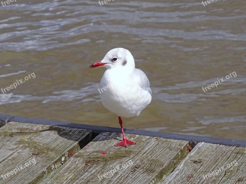 Seagull Elbe Bird River Water