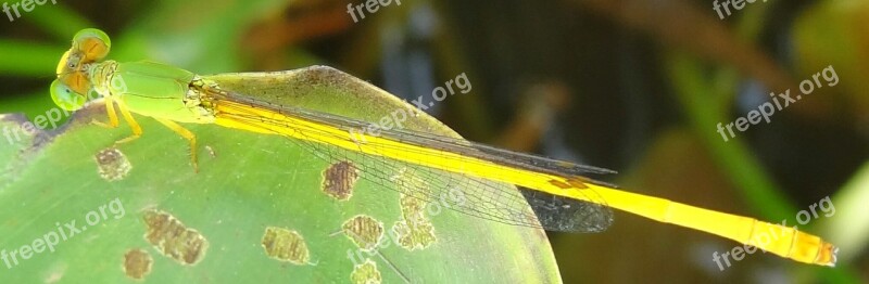 Little Beautiful Damselfly Free Photos