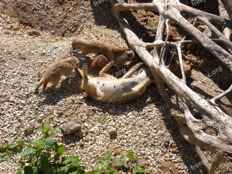 Meerkats Animals Family Mother And Children Fauna