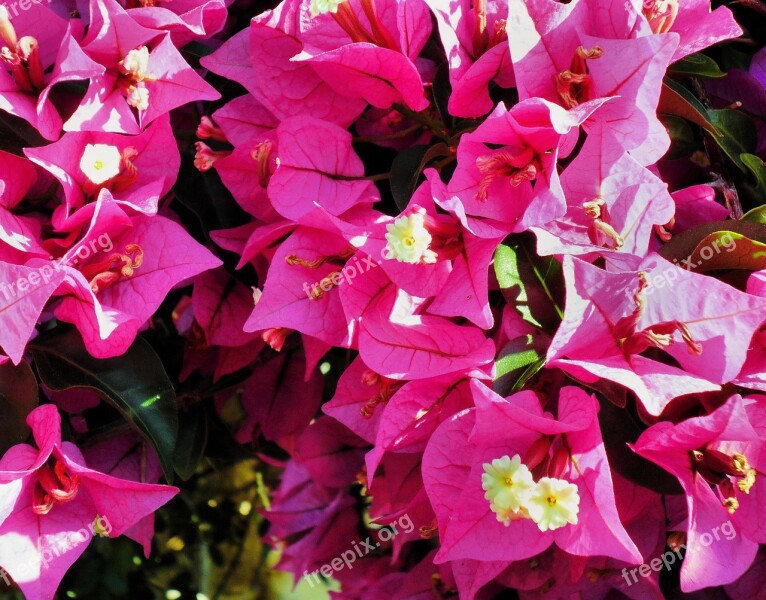 Bougainvillea Flowers Pink Plant Free Photos