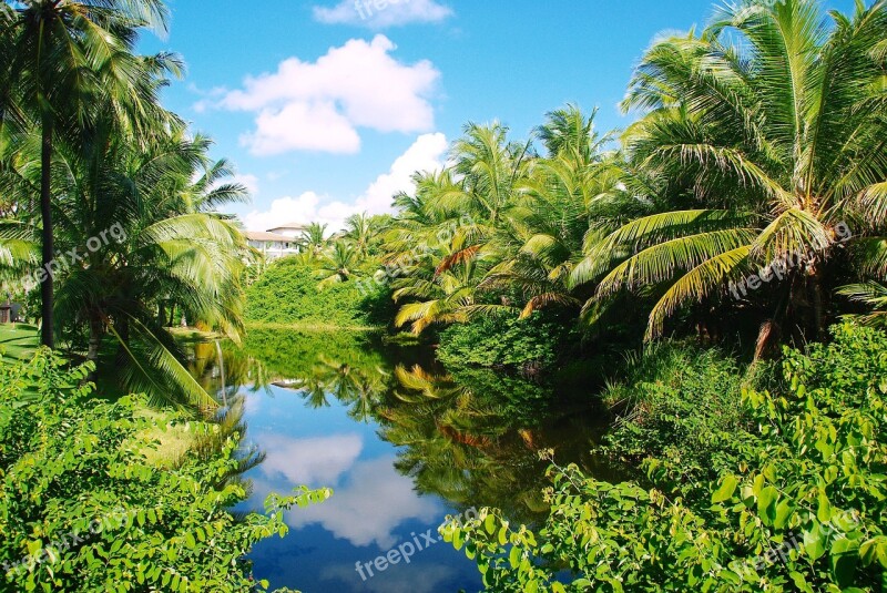 Brazilwood Coconut Trees Lake Calm Reflections