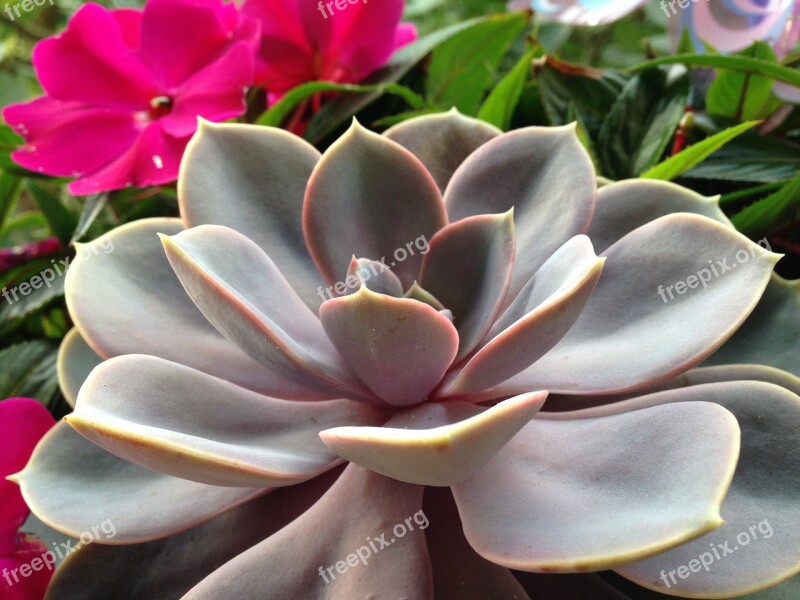 Cactus Nature Plant Cactus Greenhouse Leaves