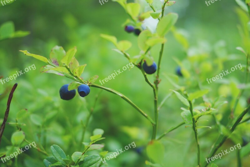 Blueberry Berry Healthy Vitamins Blue