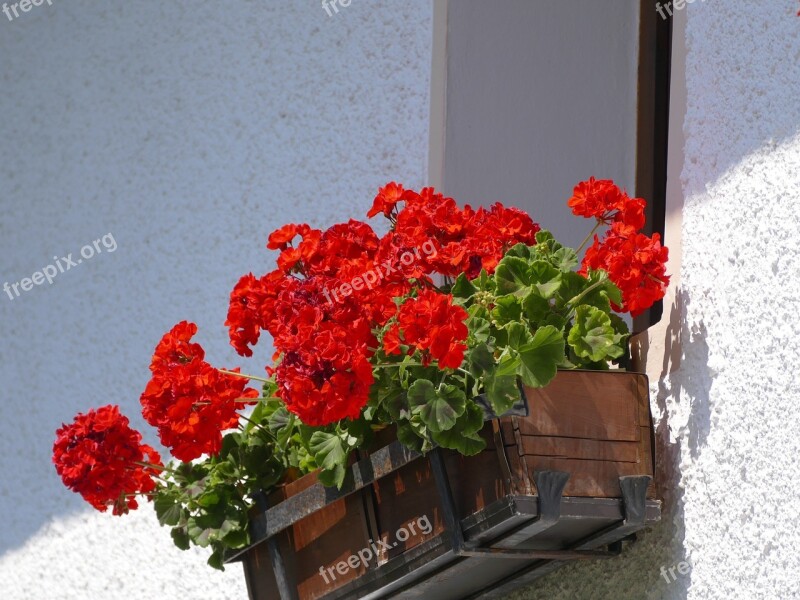 Flowers Geranium Window Flower Balcony Plant Free Photos