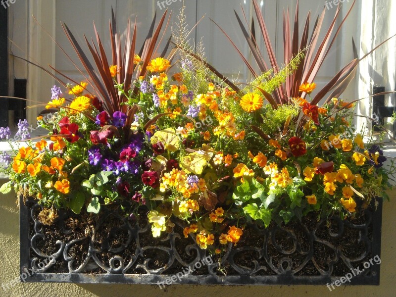 Window Box Flowers Window Box House