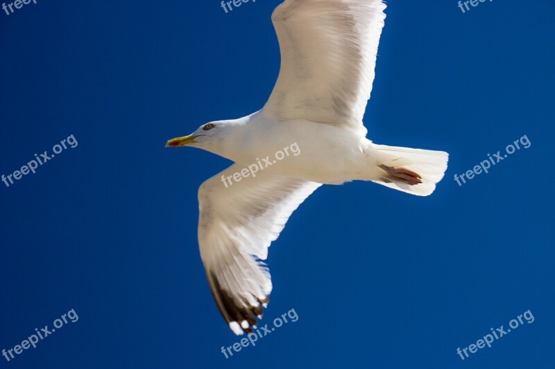 Sea Gull Bird Seagull Fly Free Photos