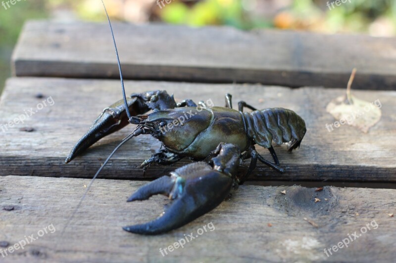 Crab Shrimp Crebs Food Alive