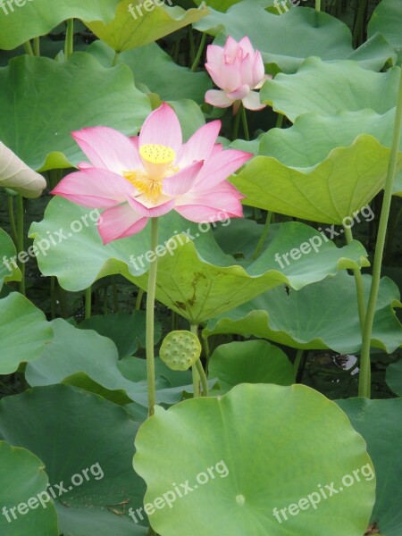 Lotus Leaf Petal Lotus Water Plant Pond