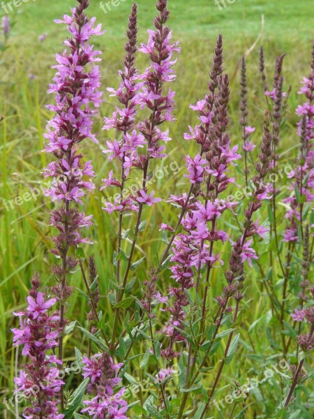 Purple Loosestrife Flower Flora Plant Summer