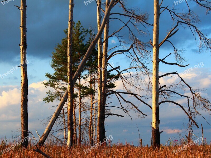 Landscape Trees Clouds Dry Living Nature