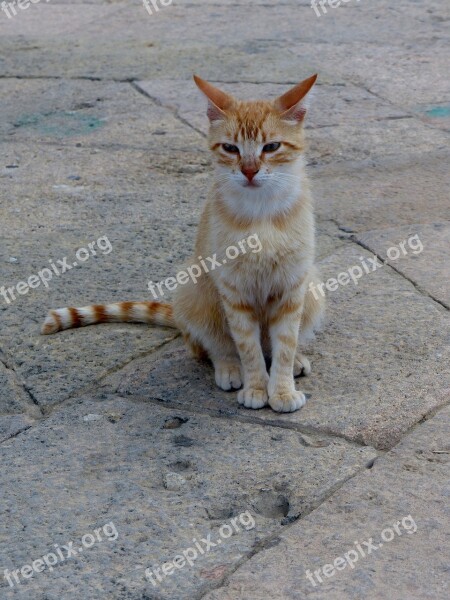 Alley Cat Strays Red Head Free Photos