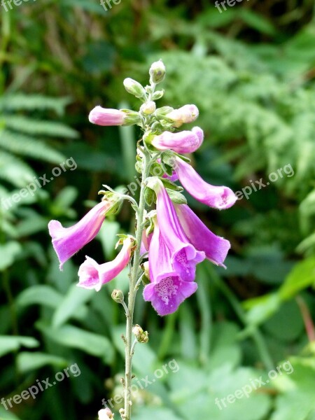 Frauenschuh Thimble Violet Digitalis Emetic