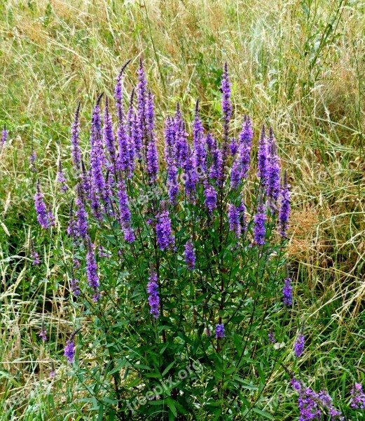 Wild Sage Purple Grasses Field Free Photos