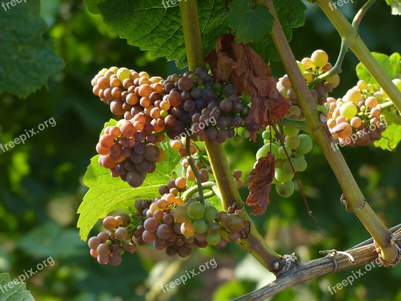 Grapes Vineyard Vine Free Photos