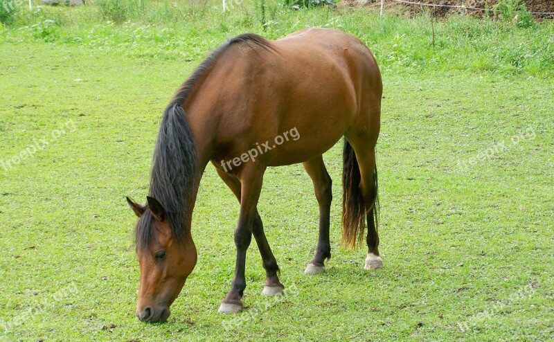 Brown Horse Browse Hoofed Animals Free Photos