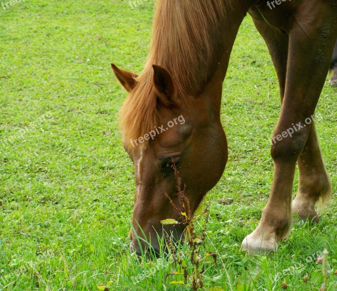 Brown Horse Pets Ungulates Animal Free Photos