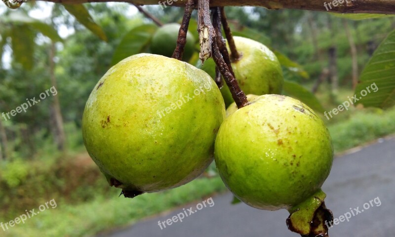 Guava Guava Fruit Perakka Fruit Free Photos