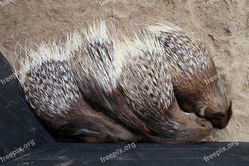 Animals Porcupine Free Photos