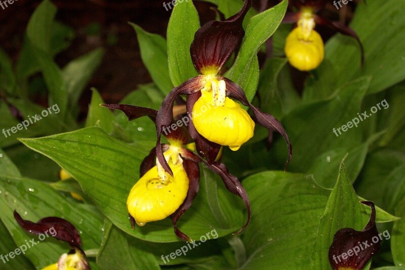 Frauenschuh Flower Plant Orchid Blossom