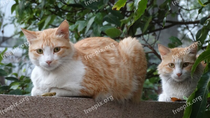 Cats Looking Two Cats Domestic Cute