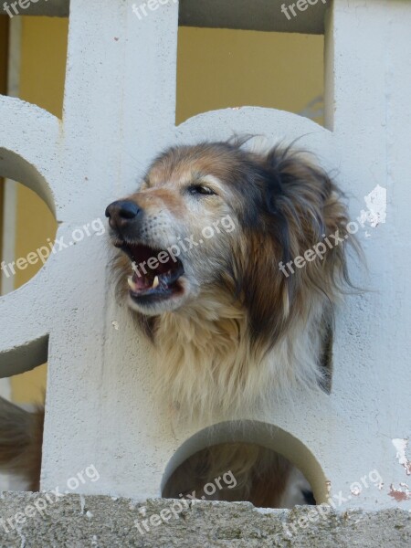 Dog Barking Vigilant Balcony Balustrade Free Photos