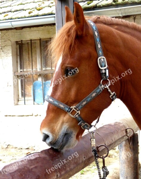 Horse Head Graceful Portrait Brown Free Photos