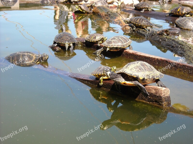 Reptiles Tortoise Invertebrates Pond Sunbathing