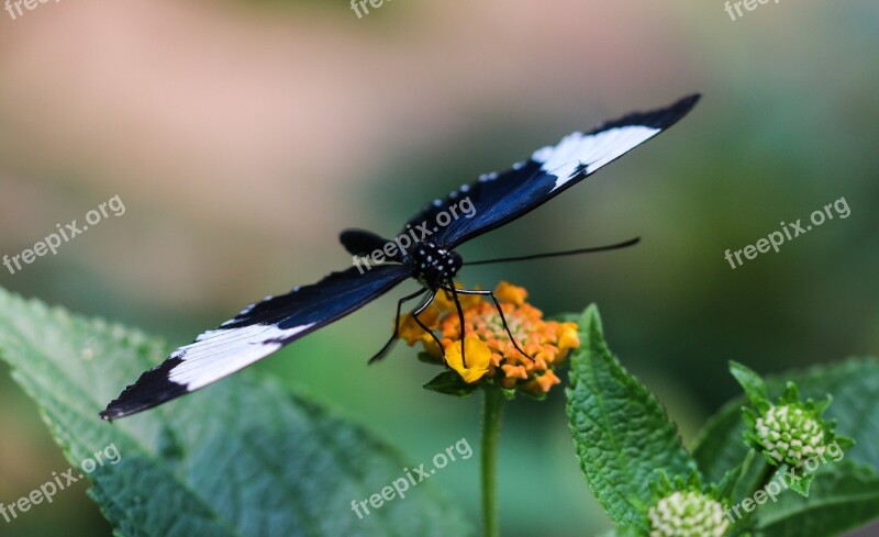 Butterfly Insect Wing Probe Flying