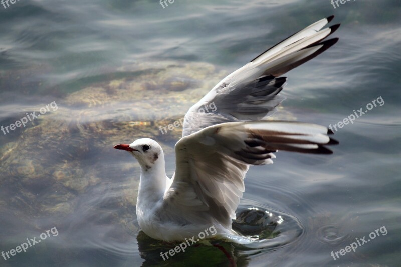 Gull Black Sea Flight Free Photos