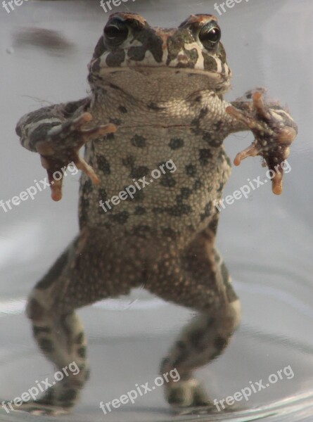 Toad Stretched Eye Contact Free Photos