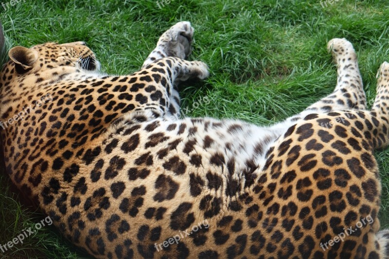 Leopard Animal Sleeping Free Photos