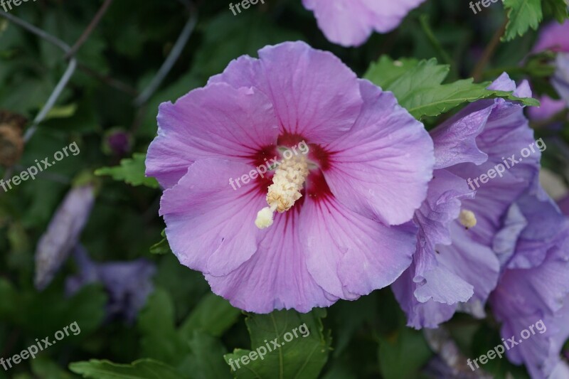 Hibiscus Flower Blossom Bloom Mallow