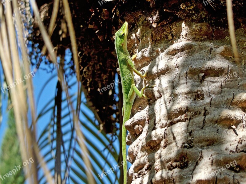 Green Lizard Palm Tree Nature Free Photos