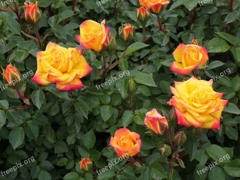 Rainbow Roses Miniature Roses Red Yellow