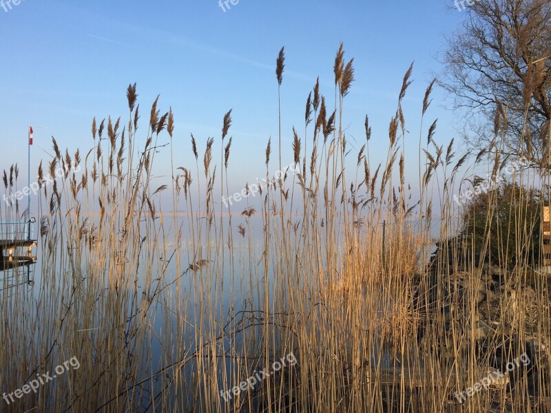 Lake Reed Bank Nature Landscape