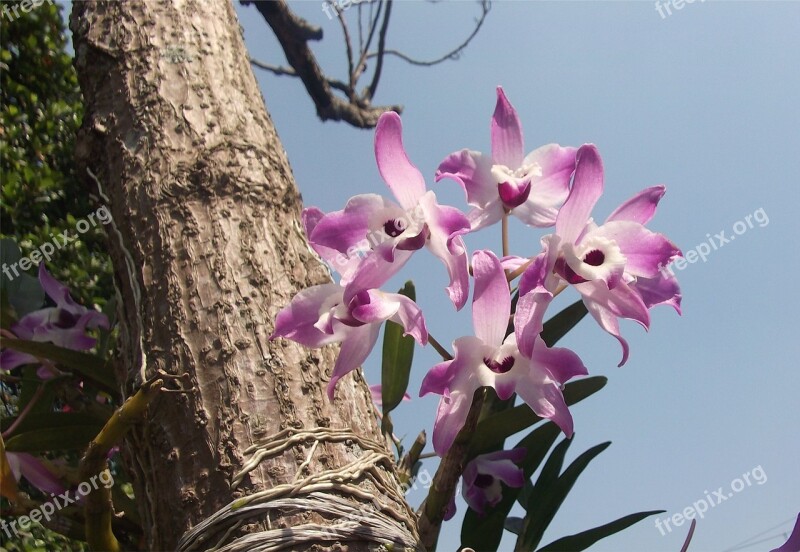 Flowers Orchids Garden Brazil Suzano