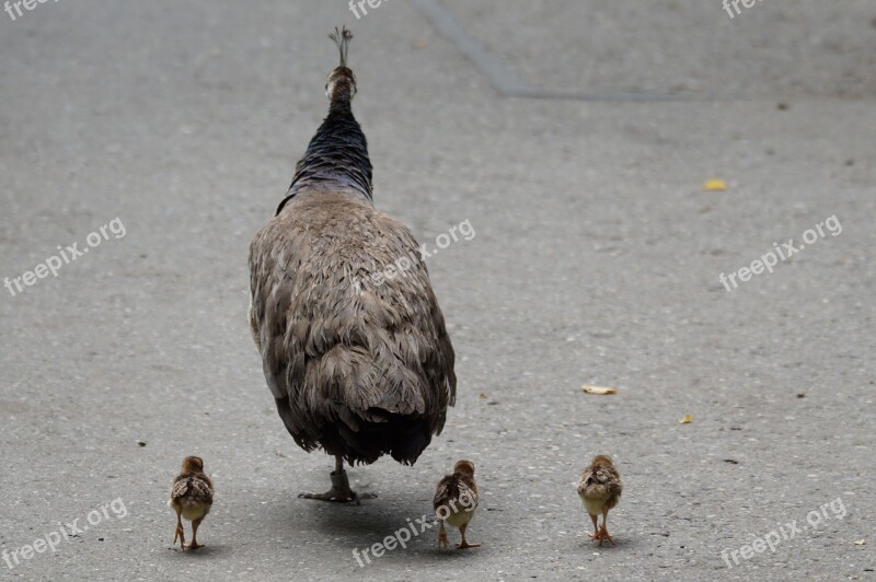 Peacock Young Animals Bird Free Photos