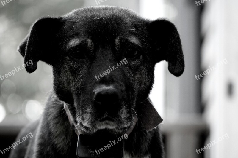 Dog Rustic Black White Animal