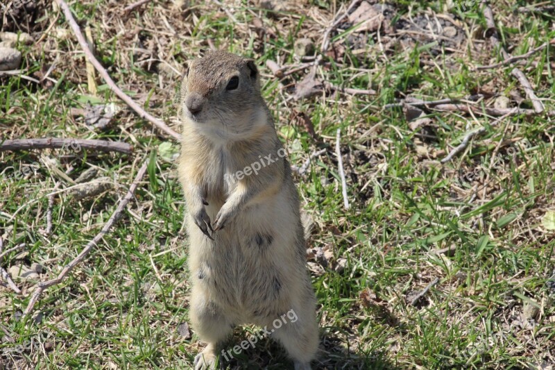 Gopher Richardson Ground Squirrel Animal Rodent Prairie