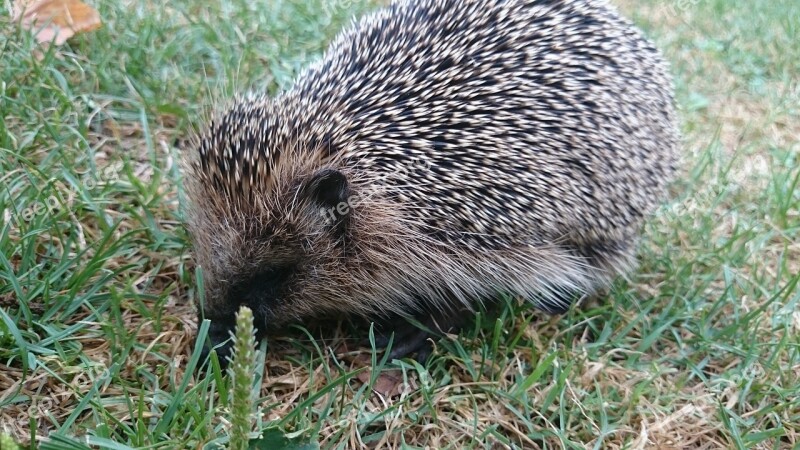 Hedgehog Nature Prickly Animal Animal World