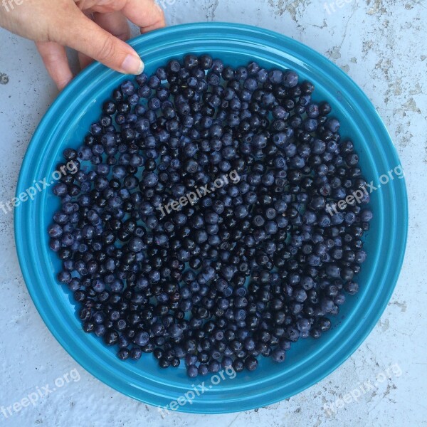 Blaubeere Blueberries Berry Summer Autumn