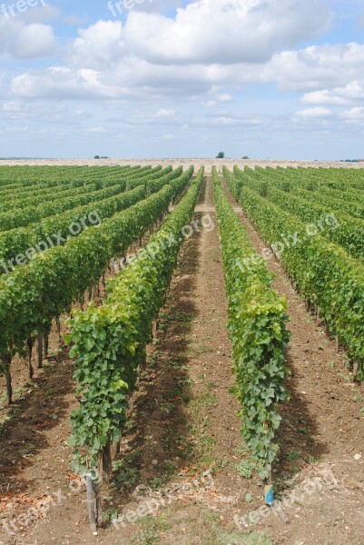 Vineyards France French Countryside Wine